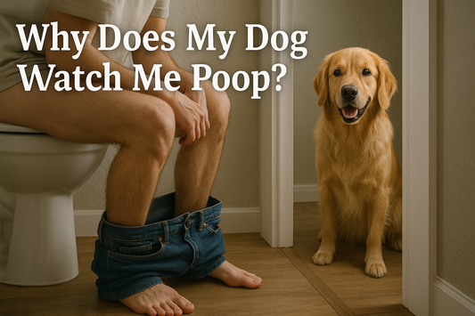 Why Does My Dog Watch Me Poop? 🚽👀 (The Truth About Bathroom Buddies)